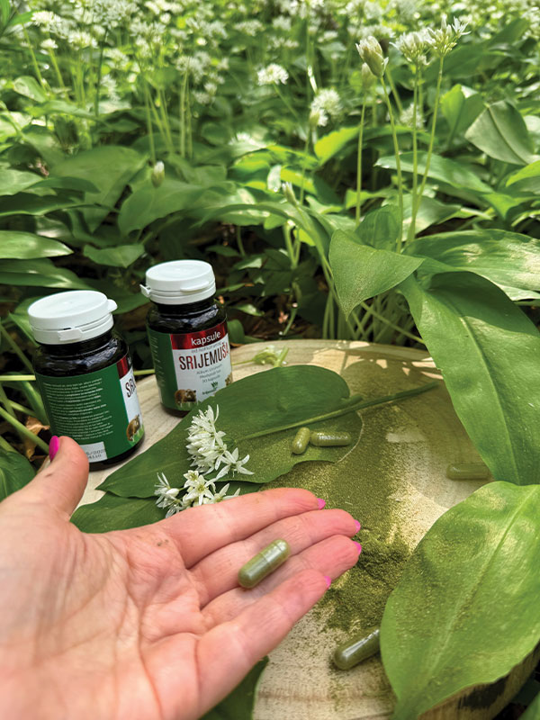 Antibiotska i antivirusna dejstva sremuša