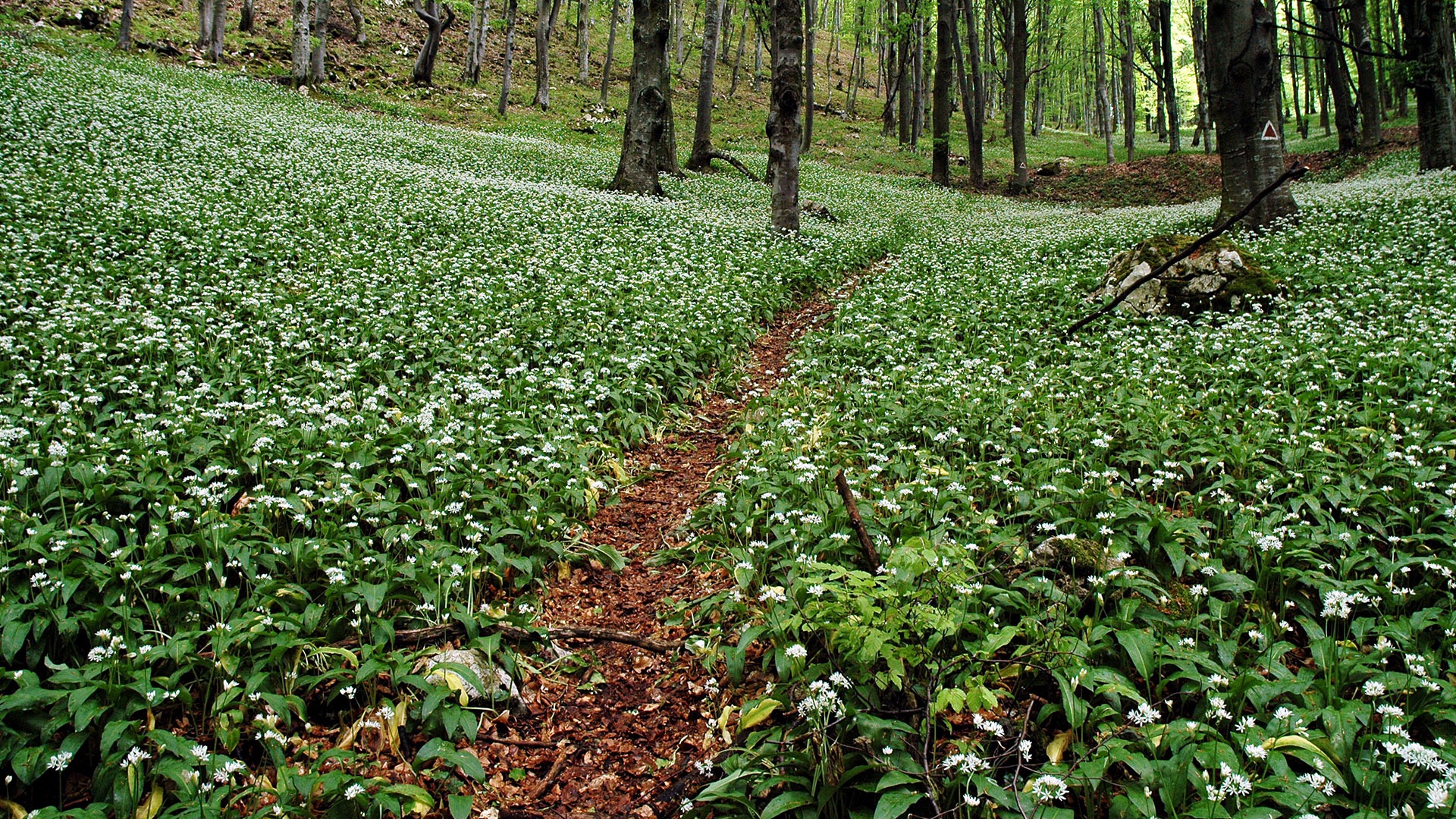Sremuš — divlji beli luk u šumi